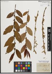 Foto von Salix triandra L.